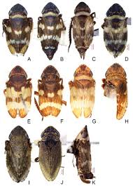 Attēlu rezultāti vaicājumam “Planaphrodes sp.”