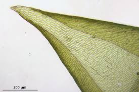 Attēlu rezultāti vaicājumam “Isothecium alopecuroides”