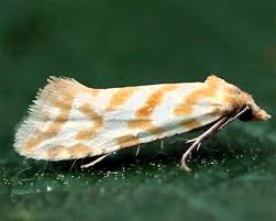 Attēlu rezultāti vaicājumam “Aethes margaritana”