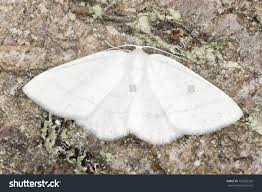 Attēlu rezultāti vaicājumam “Cabera pusaria male”