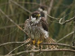 Attēlu rezultāti vaicājumam “Falco subbuteo adult”