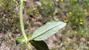 Attēlu rezultāti vaicājumam “Helianthemum nummularium leaf”