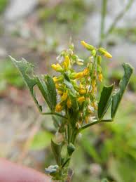 Attēlu rezultāti vaicājumam “Melilotus wolgicus flower”