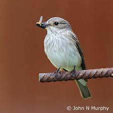 Attēlu rezultāti vaicājumam “Muscicapa striata”