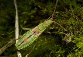 Attēlu rezultāti vaicājumam “Myrmus miriformis”