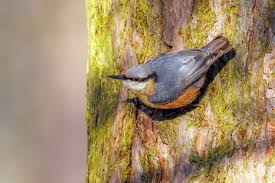 Attēlu rezultāti vaicājumam “Sitta europaea male”