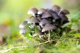 Attēlu rezultāti vaicājumam “Psathyrella pygmaea”