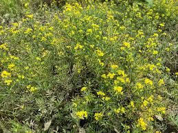 Attēlu rezultāti vaicājumam “Rorippa sylvestris flower”