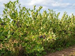 Attēlu rezultāti vaicājumam “Aronia melanocarpa leaf”