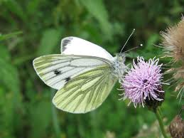 Attēlu rezultāti vaicājumam “Clossiana selene upperside”