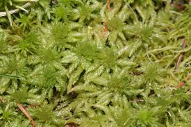 Attēlu rezultāti vaicājumam “Sphagnum centrale sporophyte”