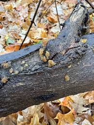 Attēlu rezultāti vaicājumam “Myxarium nucleatum”