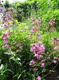 Image result for Pechnelke