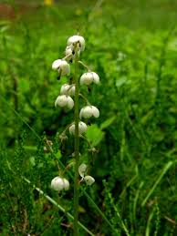 Attēlu rezultāti vaicājumam “Pyrola media”