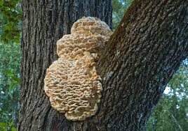 Attēlu rezultāti vaicājumam “Climacodon septentrionalis”