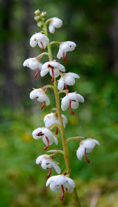 Attēlu rezultāti vaicājumam “Pyrola rotundifolia”