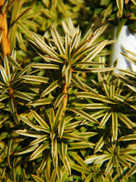 Attēlu rezultāti vaicājumam “Taxus”