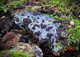 Attēlu rezultāti vaicājumam “Metatrichia vesparia spores”