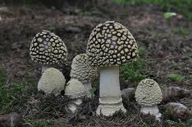 Attēlu rezultāti vaicājumam “Amanita regalis”