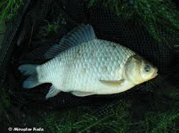 Attēlu rezultāti vaicājumam “Carassius auratus”