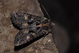 Attēlu rezultāti vaicājumam “Mniotype satura”