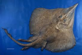 Image result for Leucoraja ocellata