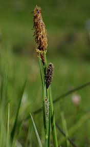 Attēlu rezultāti vaicājumam “Carex scandinavica”