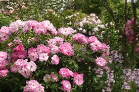 「アイスバーグ」の画像検索結果