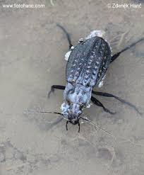 Attēlu rezultāti vaicājumam “Carabus clathratus”