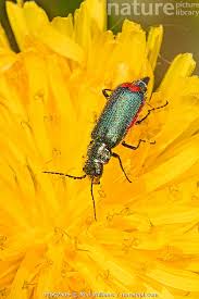 Attēlu rezultāti vaicājumam “Malachius bipustulatus”