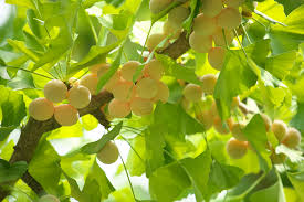 Attēlu rezultāti vaicājumam “Ginkgo biloba fruit”