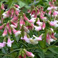 Attēlu rezultāti vaicājumam “Lathyrus vernus flower”