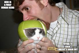 Image result for limecat