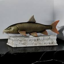 Image result for Barbus barbus