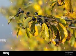 Attēlu rezultāti vaicājumam “Frangula alnus fruit”