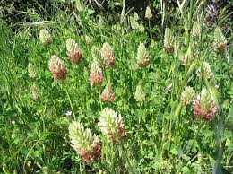 Image result for Trifolium incarnatum