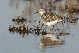 Attēlu rezultāti vaicājumam “Tringa glareola adult”