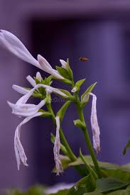 Attēlu rezultāti vaicājumam “Lobelia dortmanna flower”