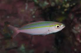 Image result for Rhomboplites aurorubens