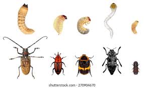 Attēlu rezultāti vaicājumam “Cerambycidae larva”