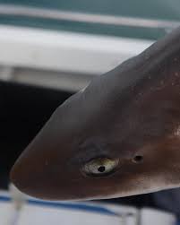 Image result for Mustelus palumbes