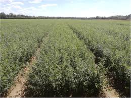 Attēlu rezultāti vaicājumam “Proutia betulina larva”