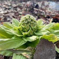 Attēlu rezultāti vaicājumam “Petasites hybridus flower”