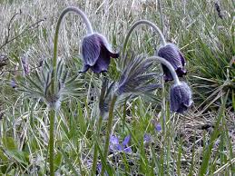 Attēlu rezultāti vaicājumam “Pulsatilla pratensis flower”