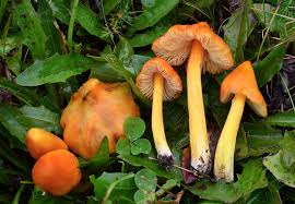 Attēlu rezultāti vaicājumam “Hygrocybe acutoconica”