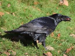 Image result for Merseyside Ravens