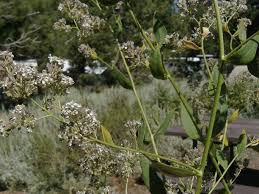 Attēlu rezultāti vaicājumam “Lepidium latifolium”