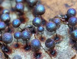 Attēlu rezultāti vaicājumam “Lamproderma violaceum”