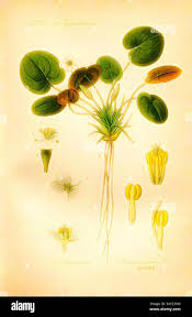 Attēlu rezultāti vaicājumam “Hydrocharitaceae”