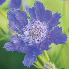 Image result for scabiosa caucasica